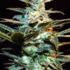 Buy NYC Diesel (formerly Ice Cool) Feminized Seeds by Sweet Seeds in America