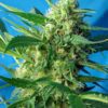 Buy NYC Diesel Auto (formerly Ice Cool Auto) Feminized Seeds by Sweet Seeds in America