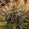 Buy O.G. Kush Feminized Seeds by Royal Queen Seeds in America - Image 2