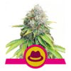Buy O.G. Kush Feminized Seeds by Royal Queen Seeds in America