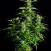 Orion F1 Auto Feminized Seeds
