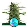 Orion F1 Auto Feminized Seeds