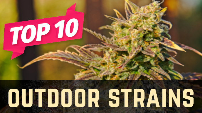 Top 10 Outdoor Weed Strains