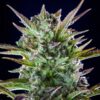Buy Pineapple Kush Feminized Seeds by Royal Queen Seeds in America - Image 2