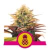 Buy Pineapple Kush Feminized Seeds by Royal Queen Seeds in America