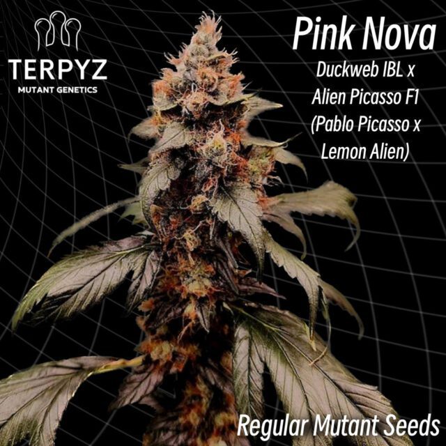Pink Nova Regular Seeds