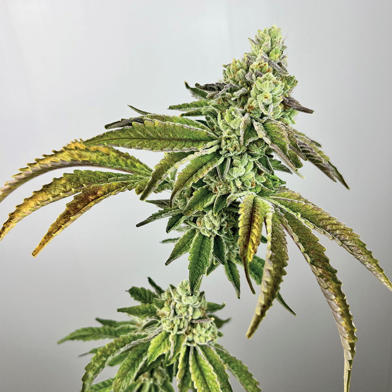 Plasma Gas Feminized Seeds