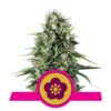 Buy Power Flower Feminized Seeds by Royal Queen Seeds in America