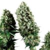 Buy Power Flower Feminized Seeds by Royal Queen Seeds in America - Image 2