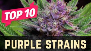 Top 10 Purple Weed Strains