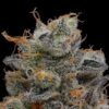 Purple Afghan Kush Regular Seeds