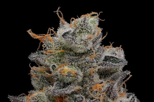 Purple Afghan Kush Regular Seeds