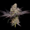 Purple Afghan Kush Regular Seeds