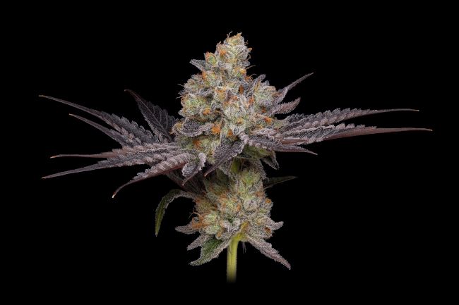 Purple Afghan Kush Regular Seeds