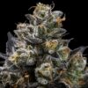 Purple Afghan Kush Regular Seeds