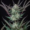 Buy Purple Punch Auto Feminized Seeds by Royal Queen Seeds in America - Image 2