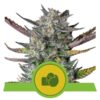 Buy Purple Punch Auto Feminized Seeds by Royal Queen Seeds in America