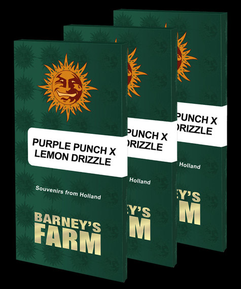 Purple Punch x Lemon Drizzle Feminized Seeds