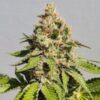 Buy Royal AK Feminized Seeds by Royal Queen Seeds in America - Image 2