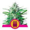Buy Royal AK Feminized Seeds by Royal Queen Seeds in America