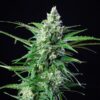 Buy Royal AK Auto Feminized Seeds by Royal Queen Seeds in America - Image 2