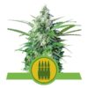 Buy Royal AK Auto Feminized Seeds by Royal Queen Seeds in America