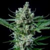 Buy Royal Bluematic Auto Feminized Seeds by Royal Queen Seeds in America - Image 2