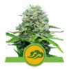 Buy Royal Bluematic Auto Feminized Seeds by Royal Queen Seeds in America