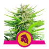 Buy Royal Cheese FAST Version Feminized Seeds by Royal Queen Seeds in America