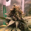 Buy Royal Cheese FAST Version Feminized Seeds by Royal Queen Seeds in America - Image 2