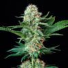 Buy Royal Cookies Feminized Seeds by Royal Queen Seeds in America - Image 2