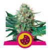 Buy Royal Cookies Feminized Seeds by Royal Queen Seeds in America