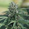Buy Royal Cookies Auto Feminized Seeds by Royal Queen Seeds in America - Image 2