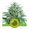 Buy Royal Cookies Auto Feminized Seeds by Royal Queen Seeds in America