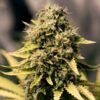 Buy Royal Domina Feminized Seeds by Royal Queen Seeds in America - Image 2