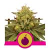Buy Royal Domina Feminized Seeds by Royal Queen Seeds in America