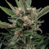 Buy Royal Gorilla Feminized Seeds by Royal Queen Seeds in America - Image 2