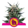 Buy Royal Gorilla Feminized Seeds by Royal Queen Seeds in America