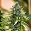 Buy Royal Gorilla Auto Feminized Seeds by Royal Queen Seeds in America - Image 2