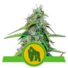 Buy Royal Gorilla Auto Feminized Seeds by Royal Queen Seeds in America
