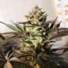 Buy Royal Highness CBD Feminized Seeds by Royal Queen Seeds in America - Image 2