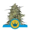 Buy Royal Highness CBD Feminized Seeds by Royal Queen Seeds in America