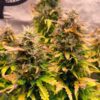 Buy Royal Kush Auto Feminized Seeds by Royal Queen Seeds in America - Image 2