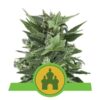 Buy Royal Kush Auto Feminized Seeds by Royal Queen Seeds in America