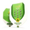 Buy Royal Kush Auto Feminized Seeds by Royal Queen Seeds in America - Image 3