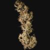 Buy Mother Gorilla (formerly Royal Madre) Feminized Seeds by Royal Queen Seeds in America - Image 2