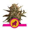 Buy Mother Gorilla (formerly Royal Madre) Feminized Seeds by Royal Queen Seeds in America