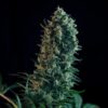 Buy Royal Medic CBD Feminized Seeds by Royal Queen Seeds in America - Image 2