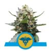 Buy Royal Medic CBD Feminized Seeds by Royal Queen Seeds in America