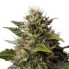 Buy Royal Moby Feminized Seeds by Royal Queen Seeds in America - Image 2